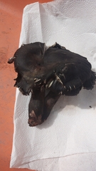 Omphalotus mexicanus