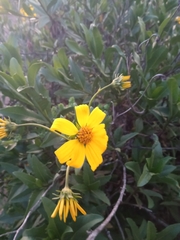 Flourensia thurifera