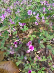 Lespedeza texana