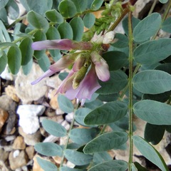 Astragalus lentiginosus