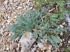 Astragalus lentiginosus