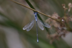 Lestes disjunctus
