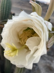 Trichocereus spachianus