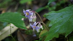 Conandron ramondioides