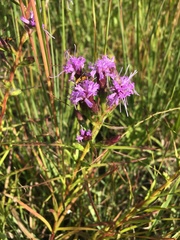 Liatris cylindracea