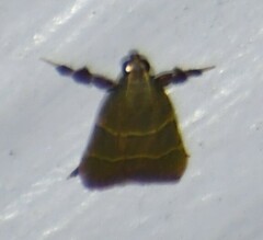 Parachma ochracealis