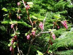 Ribes sanguineum