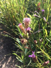Liatris cylindracea