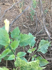 Datura discolor