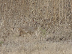 Mazama gouazoubira