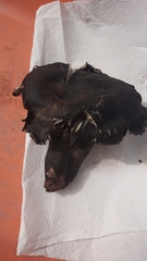 Omphalotus mexicanus