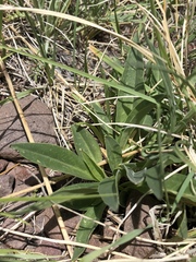 Silene scouleri pringlei