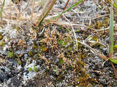 Sphaerophorus globosus