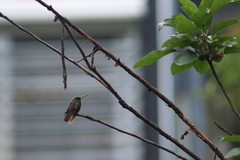 Saucerottia beryllina