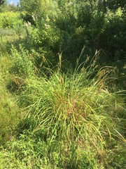 Carex gynandra