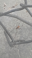 Latrodectus