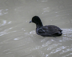 Fulica atra australis
