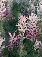 Fumaria agraria