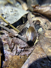 Pycnoscelus