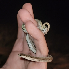 Tropidoclonion lineatum