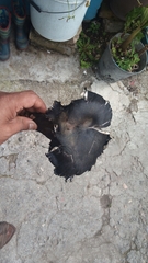 Omphalotus mexicanus