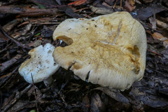 Leucopaxillus