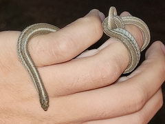 Tropidoclonion lineatum