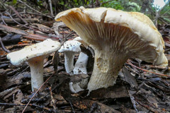 Leucopaxillus