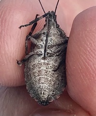 Brochymena quadripustulata