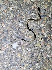 Tropidoclonion lineatum