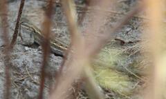 Sceloporus consobrinus