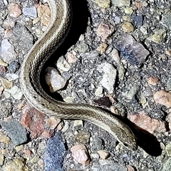 Tropidoclonion lineatum