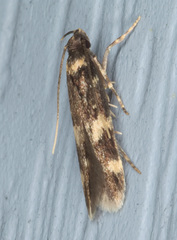Oegoconia novimundi