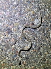 Tropidoclonion lineatum