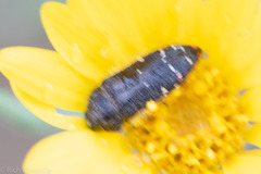Acmaeodera rubronotata