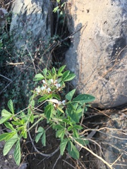 Polanisia dodecandra trachysperma