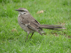 Mimus longicaudatus