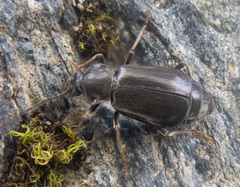 Phlaeopterus