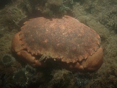 Romaleon antennarium