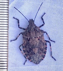 Brochymena quadripustulata