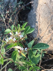 Polanisia dodecandra trachysperma