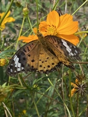 Argynnis hyperbius