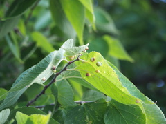 Pachypsylla
