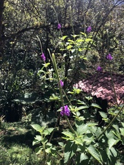 Stachytarpheta urticifolia