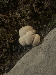 Lycoperdon pratense