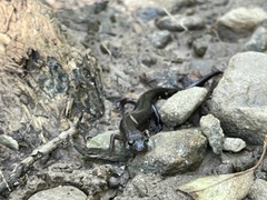Plethodontidae