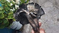 Omphalotus mexicanus
