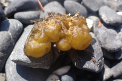 Leathesia marina