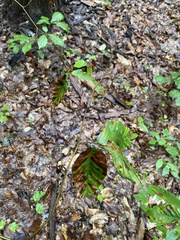 Litylenchus crenatae