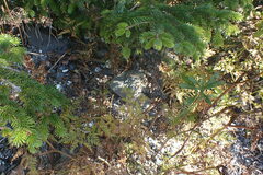Conioselinum gmelinii